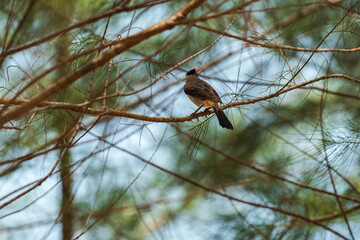 A Sooty-headed bulbul on a pine tree against a backdrop of a clear blue sky with beautiful thin clouds.