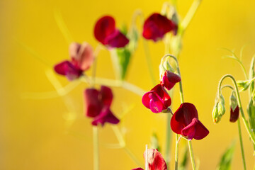 Sweet pea vines with magenta flowers on yellow background.