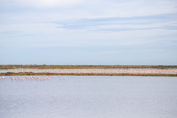 A group of flamingos in a lake at the Ebro delta in Spain