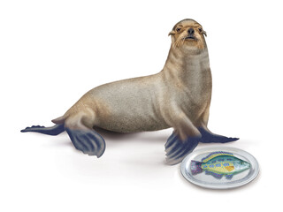 Fototapeta premium lion de mer, poisson, vieille, faune, mammifère, brun, mer, fond blanc, plateau, poisson, manger, frais, 