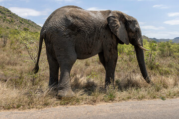 Elephant in the wild in South Africa 