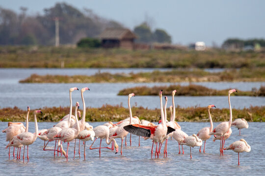 A group of flamingos in a lake at the Ebro delta in Spain