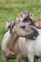 Obraz na płótnie Canvas A couple of konik horses in the Netherlands