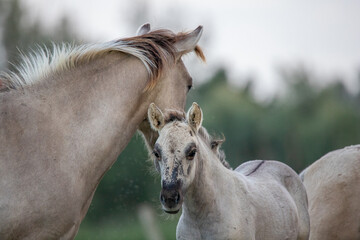 A couple of konik horses in the Netherlands © Robin