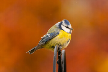 Blue tit in a garden