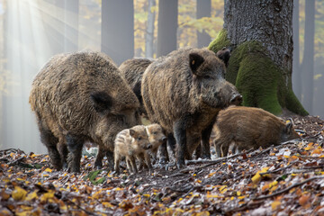 Wildschwein-Rotte im Morgenlicht - obrazy, fototapety, plakaty