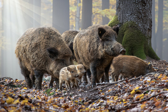 Wildschwein-Rotte im Morgenlicht