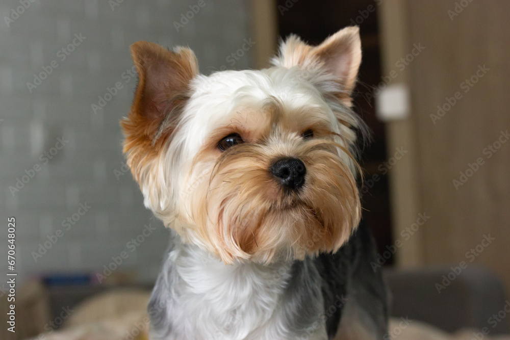 Wall mural Funny cute Yorkshire Terrier little dog with a beautiful haircut in a modern interior. Canine pet at home. Puppy doggy portrait close up. Hairy dog muzzle after grooming. Domestic animal indoors.