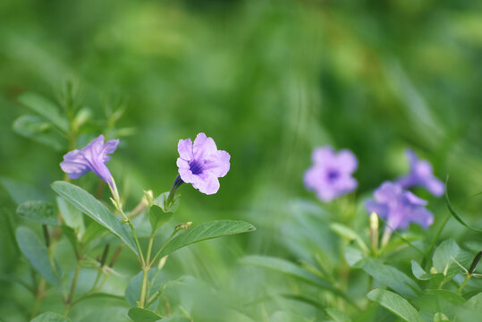 A close-up photo of the purple flowers of a ground cover plant showing off their colorful blooms. Surrounded by a blurry green background with space for content.