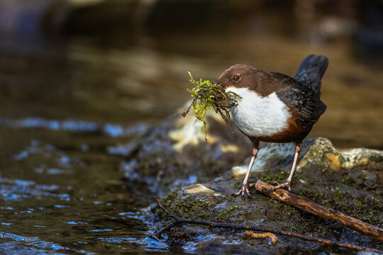 Wasseramsel (Cinclus cinclus)