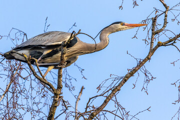 Graureiher (Ardea cinerea) holt Nistmaterial