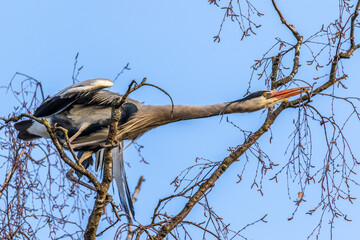Graureiher (Ardea cinerea) holt Nistmaterial