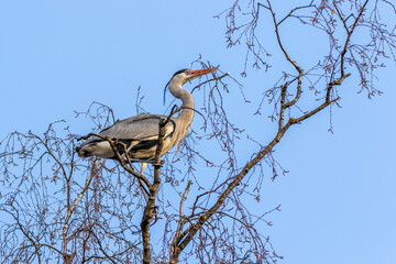 Graureiher (Ardea cinerea) holt Nistmaterial