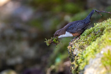 Wasseramsel (Cinclus cinclus)