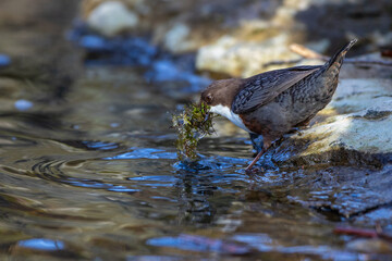 Wasseramsel (Cinclus cinclus)