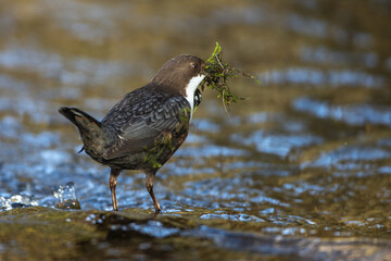 Wasseramsel (Cinclus cinclus)