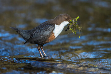 Wasseramsel (Cinclus cinclus)