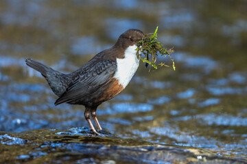 Wasseramsel (Cinclus cinclus)