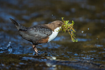 Wasseramsel (Cinclus cinclus)