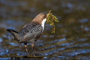 Wasseramsel (Cinclus cinclus)