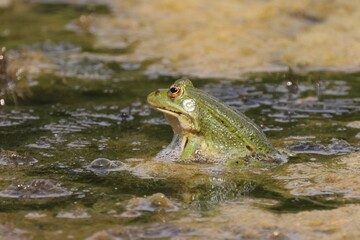 Side view of a green frog sticking out of the water