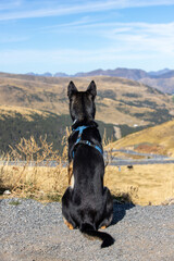 Dog sitting and enjoying the view of the mountains