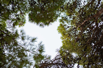 View of sky from the top of a pine forest, framed with pine trees