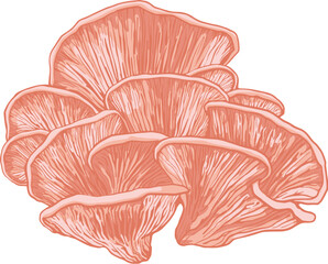 ink Oyster mushroom illustration. Gourmet mushrooms - editable vector for menu, food editorial and healthy eating promotions.