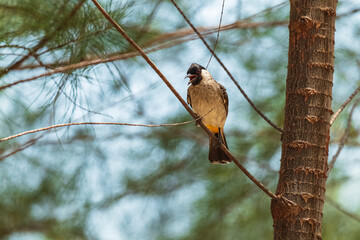 A Sooty-headed bulbul on a pine tree against a backdrop of a clear blue sky with beautiful thin clouds.