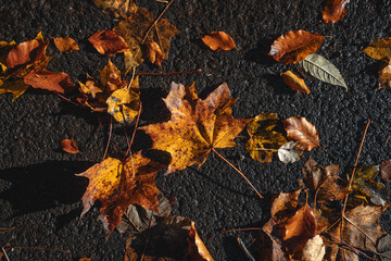 autumn leaves on the ground