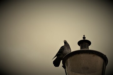 Background with a dove and a lamp
