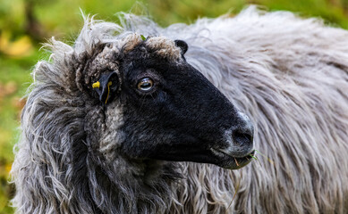 Portrait eines Schafs