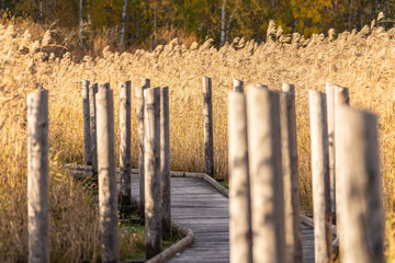 Boardwalk through the reeds in autumn