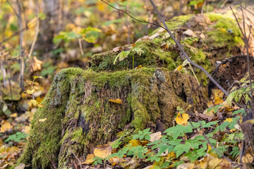 Forest floor in the autumn