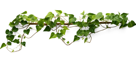 Foto op Canvas Verdant Javanese Treeline, Grape Ivy (Cissus spp.) Jungle Vine Drapes, Isolated on a transparent Background with Clipping Path. Generative AI © SRITE KHATUN