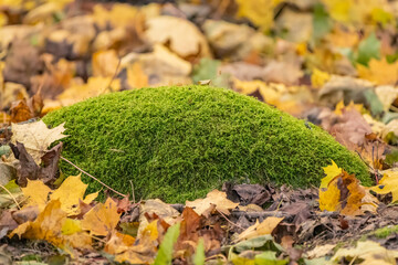 Forest floor in the autumn