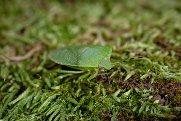 SHIELD BUG SHIELD BUGS STINK BUGS INSECT MACRO PHOTOGRAPHY INSECTS