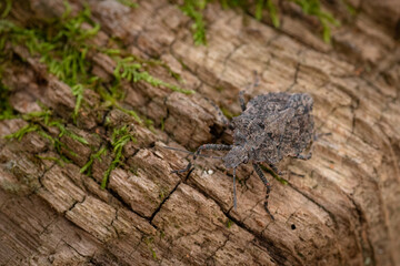 SHIELD BUG SHIELD BUGS STINK BUGS INSECT MACRO PHOTOGRAPHY INSECTS