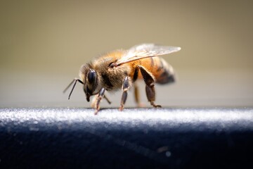 HONEY BEE CLOSE UP BEES