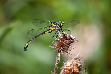 DRAGONFLY CLOSE UP INSECT BUG MARCO PHOTO