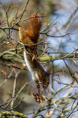 Eichhörnchen (Sciurus vulgaris) © Rolf Müller