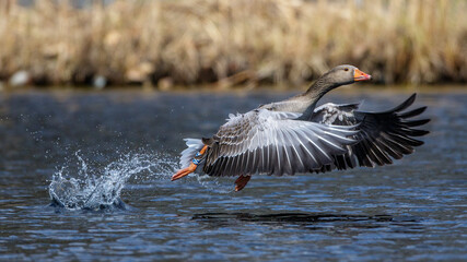 Graugans (Anser anser)