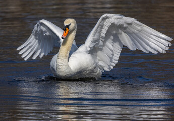 Höckerschwan (Cygnus olor)