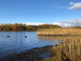 beautiful multi-colored autumn landscape, river bank, yellow reeds, forest on the horizon, blue...