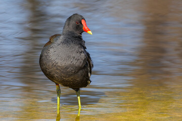 Teichhuhn (Gallinula chloropus)