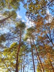 trees in the autumn