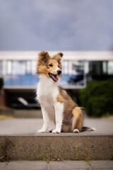 Adorable puppy of shetland sheepdog also known as sheltie. 