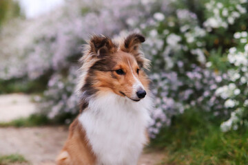 Adorable puppy of shetland sheepdog also known as sheltie. 