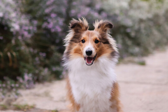 Adorable puppy of shetland sheepdog also known as sheltie. 