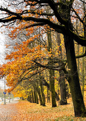 Alley of young maples with autumn foliage on a warm sunny day in Riga city park, Latvia